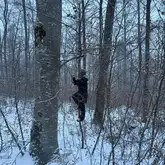 Person klettert Baum hoch im Winterwald