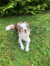 Australian Shepherd in der Ausbildung zum Suchhund für die Vermisstensuche
