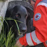 Hund schaut aus Betonröhre und wird von Hundeführer empfangen in DRK Einsatzkleidung