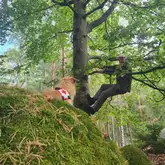 Mann klettert im Wald einen Baum hoch während ein Hund mit Kenndecke der DRK zuschaut