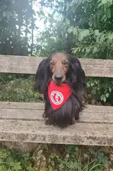 Therapiehund Dackel Kasimir