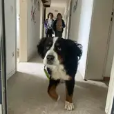 Hund Kleo läuft in einem leerstehenden Gebäude durch einen Gang