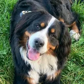 Vermisstensuchhund Profilbild