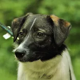 Rettungshund Profilbild