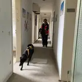 Marla beim Trailen im Gebäude Mantrailerteam mit geprüftem Suchhund in einem Gebäude bei der Suche