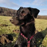 Mantrailer Hund Profilbild