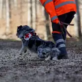 Australian Shepherd Rettungshund mit Kenndecke beim durchstarten am Anfang einer Suche mit der Rettungshundeführering
