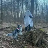 Rettungshund mit Kenndecke findet im Wald einen Menschen als Geist verkleidet