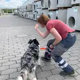 Rettungshund wird von Hundeführer auf einem Werksgelände zur Suche im Training angesetzt