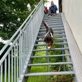 Rettungshund Australian Shepherd läuft einer Gittertreppe hinunter