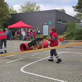 Australian Shepherd Rettungshund läuft bei einer Vorführung die Leiter mit Hundeführerin