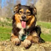 Hund sitzt auf Baumstumpf