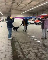 Menschen spannen eine Plane über einen Hund zur Ausbildung und gewöhnung eines Therapiehundes