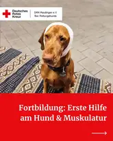 Hund mit Ohrenverband bei der Rettungshunden