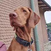 Rettungshund Nero ausgebildet für die Vermisstensuche