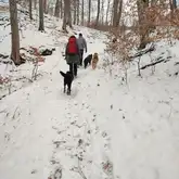 Personen mit Hunden beim Spaziergang im Winter durch den Wald