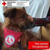 Hund mit Therapiehundehalsband