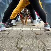 Hund läuft unterhalb Kindern durch