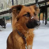 Ausgebildeter Therapiehund und Suchhund für die Vermisstensuche