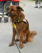 Rettungshund wartet auf einem Weg auf ihren Einsatz zur Suche