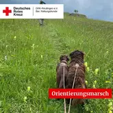 Zwei Hunde an der Leine laufen in der Wiese voraus