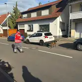 Mantrailteam trailt über eine Straße mit Fahrzeugen