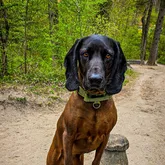 Mantrail Hund zur Vermisstensuche