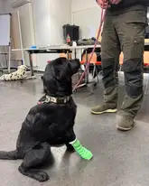 Hund mit Pfotenverband