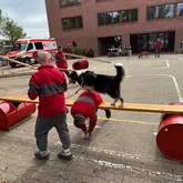 Hund läuft auf Fassbrücke über den Rücken einer Einsatzkraft des DRK