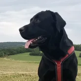 Eddie der geprüfte Labrador Rettungshund der Suchhunde Staffel Reutlingen