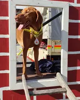 Rettungshund mit Marke steht in einem Türrahmen eines kleinen Gebäudes