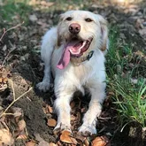 Chester der Rettungshunde und Suchhund beim DRK Reutlingen
