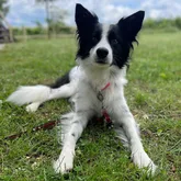 Hund für die Vermisstensuche bei den Suchhunden des DRK Reutlingen
