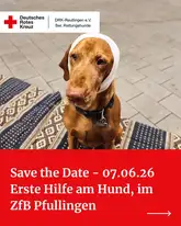 Hund mit Kopfverband auf Titelbild zum Kurs Erste Hilfe am Hund