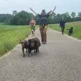 Mehrere Hunde mit Besitzer gehen Spazieren auf einem geteerten Weg zwischen Feldern