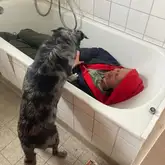Mensch liegt in einer leeren Badewanne und wird von Hund gefunden