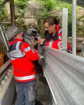 Hundeführer hebt ihren Rentner Rettungshund zur Versteckperson, auch DRK Einsatzkraft, zur Bestätigung