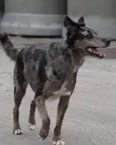 Hund auf einem Gelände mit Betonrohren