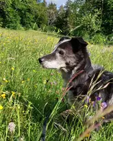 Hund läuft durch Wiese
