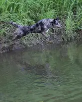 Hund springt von Ufer in einen See