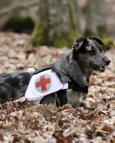 Rettungshund mit Kenndecke liegt bereit zur Suche