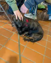 Hund bei einer Fortbildung auf dem Boden sitzend