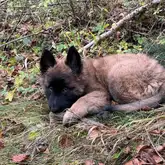 Welpe liegt im Wald