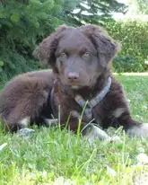 Rettungs als Welpe in der Wiese Australian Shepherd