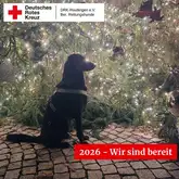 Hund sitzt ganz aufgeregt im Garten mit Lichterkette