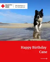 Hund läuft am Strand durch Wasser richtung Kamera