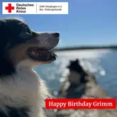 Hund in seitenaufnahme vor einem See