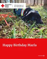 Rettungshund Marla Man trailerin liegt gemühtlich und erschöpft im Wald