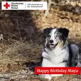 Australian Shepherd liegt im Wald auf einer Wiese
