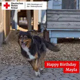 Australian Shepherd Hündin der Rettungshunde rennt durch die Innenstadt